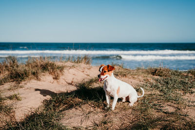 Full length of dog sitting at beach