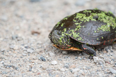 Close-up of turtle