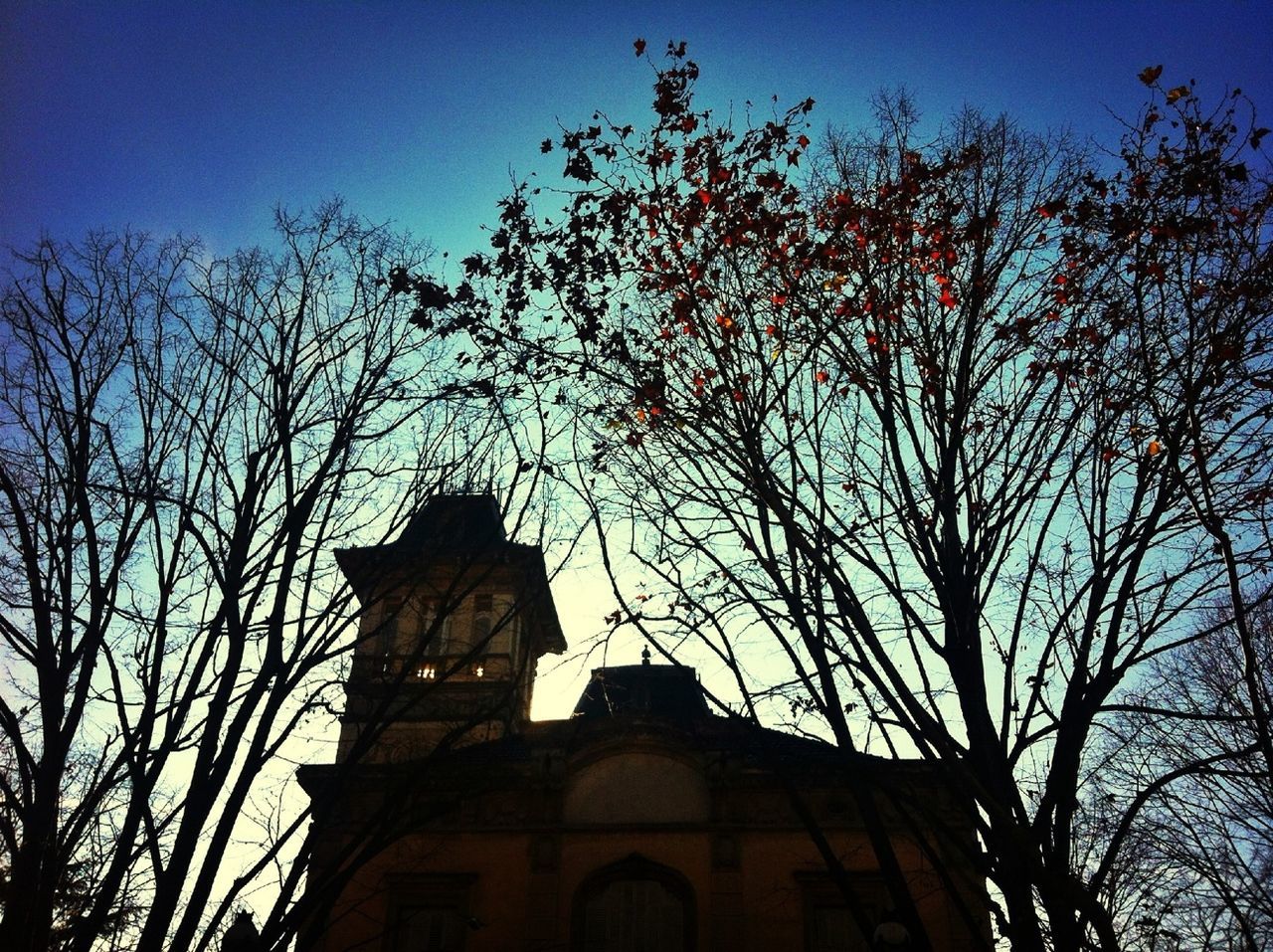 low angle view, building exterior, architecture, built structure, tree, bare tree, clear sky, branch, church, sky, blue, religion, place of worship, growth, dusk, outdoors, silhouette, high section, spirituality