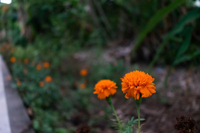 Close-up of marigold flowers on field