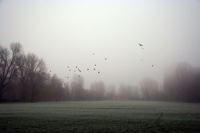 Trees in foggy weather