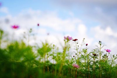 Close-up of pink wildflowers