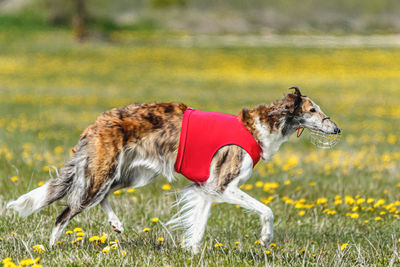 Borzoi dog in red shirt running and chasing lure in the field on coursing competition