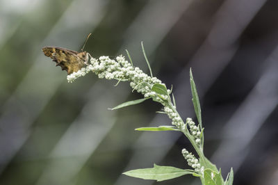 Close-up of insect on plant