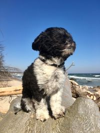 Dog sitting on beach