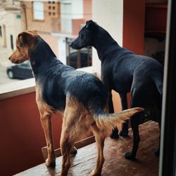 Dog looking at window