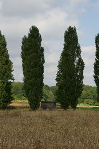 Trees on field against sky