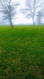 Scenic view of grassy field