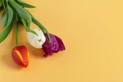 Close-up of orange rose against white background