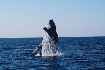 Whale splashing water in sea against sky