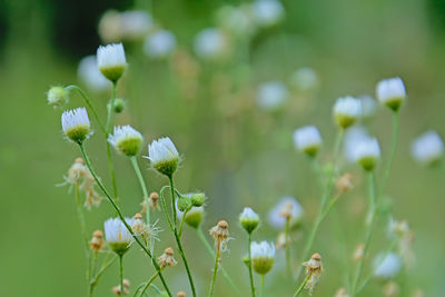 Close-up of flowering plant