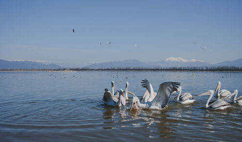 Swans swimming in lake