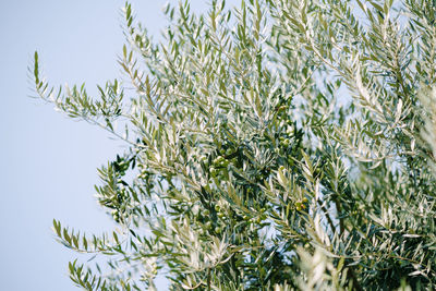 Low angle view of plant against clear sky