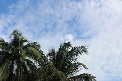 Low angle view of palm trees against sky