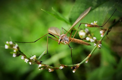 Close-up of insect on leaf