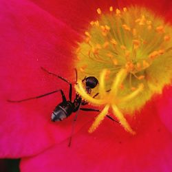 Close-up of insect on red flower