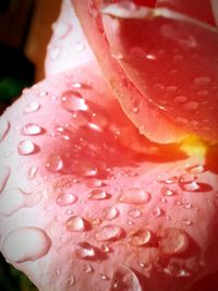 Close-up of red rose