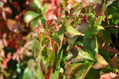 Close-up of leaves on plant