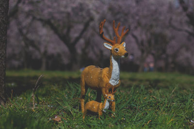 View of deer on field