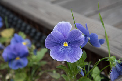 Close-up of purple crocus flowers