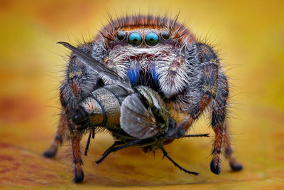 Close-up of spider