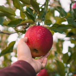 Close-up of hand holding apple