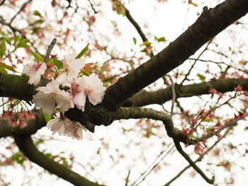 Close-up of cherry blossoms in spring