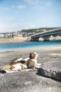 Cat sitting on a bridge