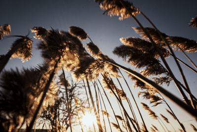 Low angle view of silhouette trees against clear sky