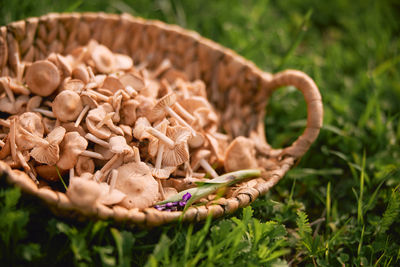 Close-up of mushrooms in basket