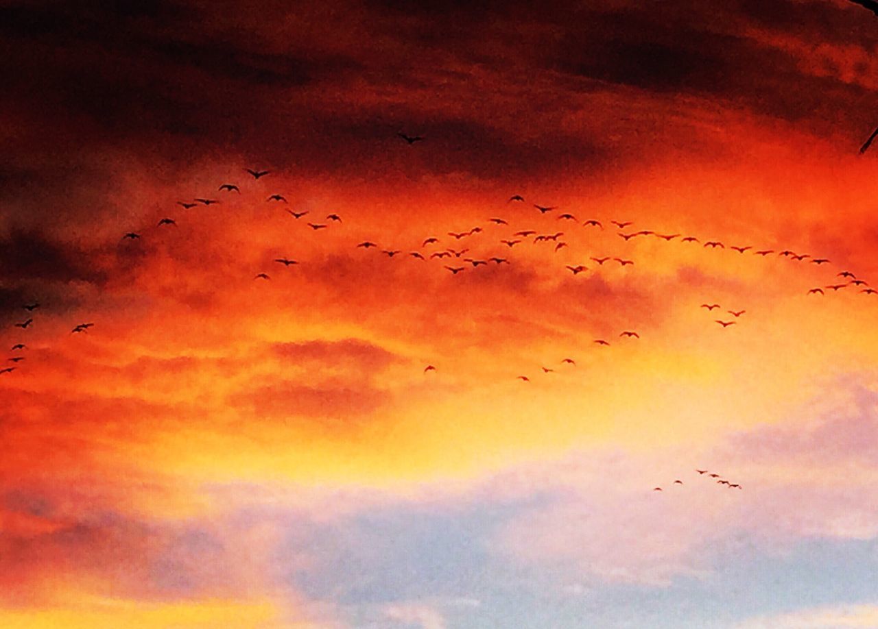 LOW ANGLE VIEW OF BIRDS FLYING OVER THE SKY