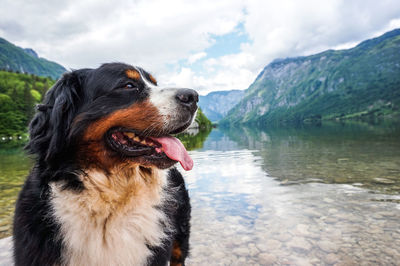 Dog looking away in lake