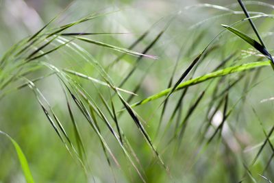 Close-up of fresh green plant