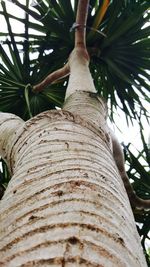 Low angle view of palm tree