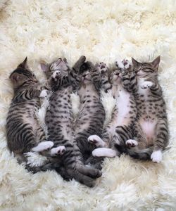 Close-up of cats sleeping