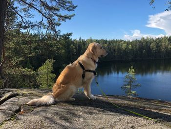 Dog looking away on lake against sky