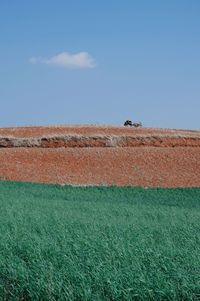 Sheep on field against sky