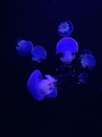 Close-up of jellyfish swimming in sea