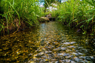 Surface level of river flowing in forest