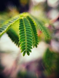 Close-up of plant growing outdoors