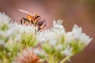 Close-up of bee pollinating on flower