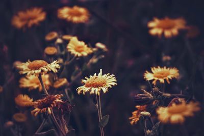 Close-up of flowers blooming outdoors