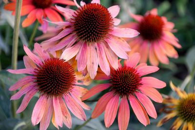 Close-up of coneflowers blooming outdoors