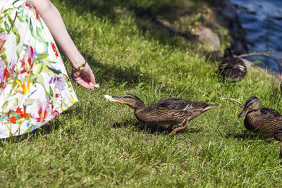 Cropped image of woman feeding ducks on grassy field