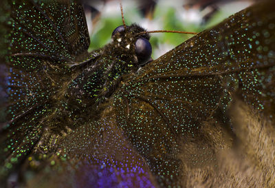 Close-up of insect on leaf