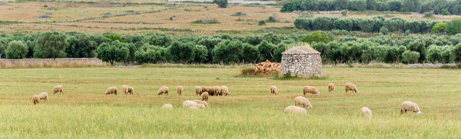 Lamie trullo and sheeps in the countryside of salento italy