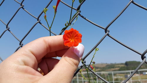 Close-up of hand holding flower against clear sky