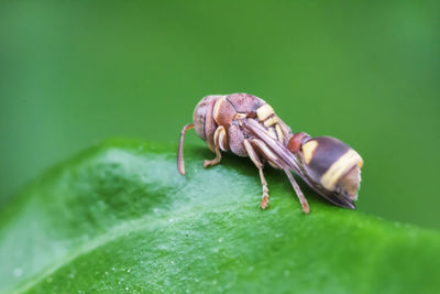 Close-up of insect on leaf