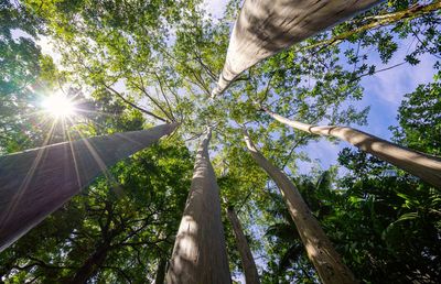 Low angle view of sunlight streaming through trees in forest