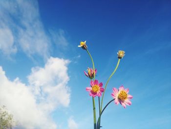 Low angle view of flowering plant against blue sky